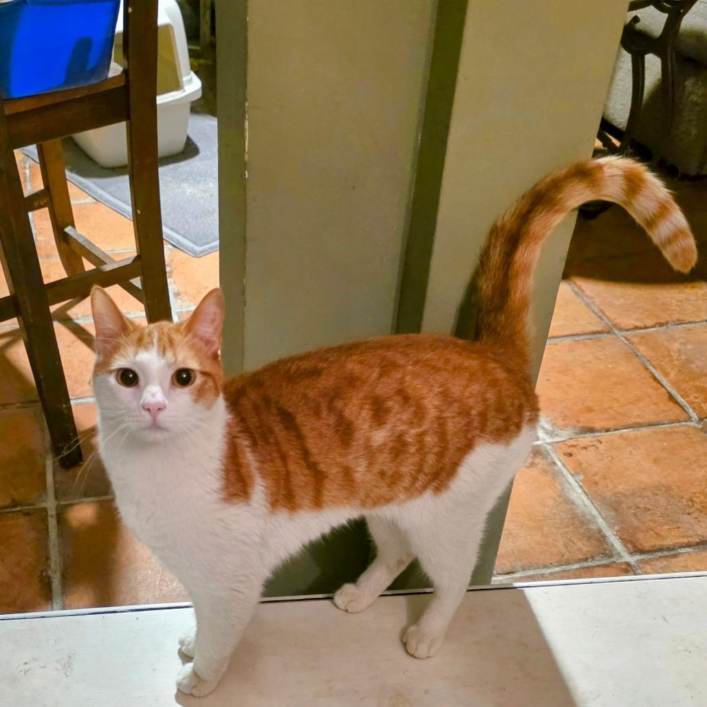 Smokey — thumbnail 5