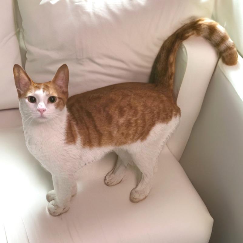 Smokey — thumbnail 6