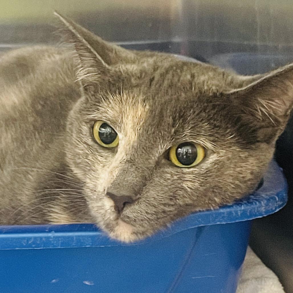 Venus, Adoptable, Adult Female Domestic Short Hair.