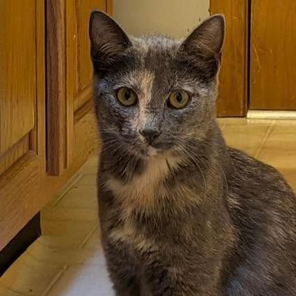 Enlarge Venus, a Adoptable Domestic Short Hair in Columbia Station, OH image 2/5