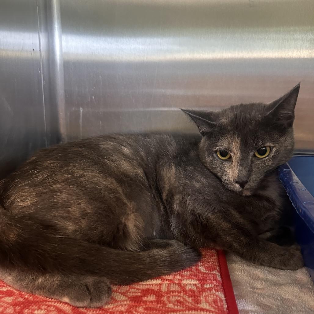 Enlarge Venus, a Adoptable Domestic Short Hair in Columbia Station, OH image 3/5