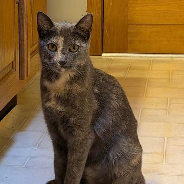 Enlarge Venus, a Adoptable Domestic Short Hair in Columbia Station, OH image 4/5