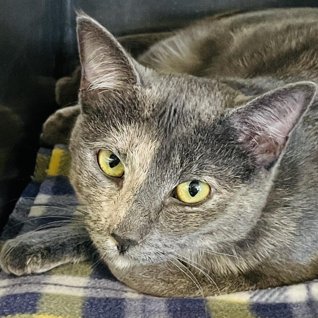 Enlarge Venus, a Adoptable Domestic Short Hair in Columbia Station, OH image 5/5