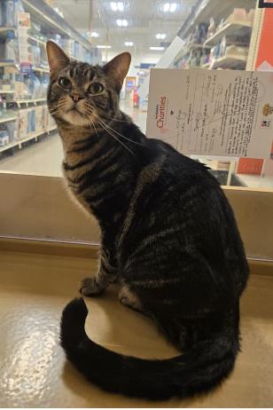 Enlarge Pepper, a ADOPTABLE mixed breed in Escondido, CA image 3/4