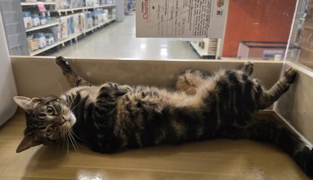 Enlarge Pepper, a ADOPTABLE mixed breed in Escondido, CA image 2/4