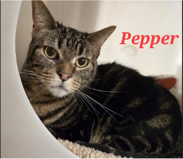 Enlarge Pepper, a ADOPTABLE mixed breed in Escondido, CA image 1/4
