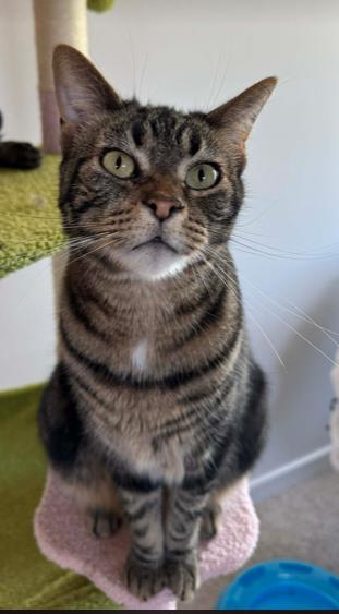 Enlarge Pepper (Bonded with Pickle), a ADOPTABLE mixed breed in Escondido, CA image 3/4