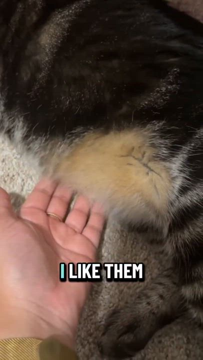 Enlarge Pepper (Bonded with Pickle), a ADOPTABLE mixed breed in Escondido, CA video 4/4