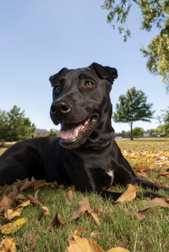 EBONY - LOVEBUG!, a Adoptable mixed breed in Roanoke, VA image 4/4
