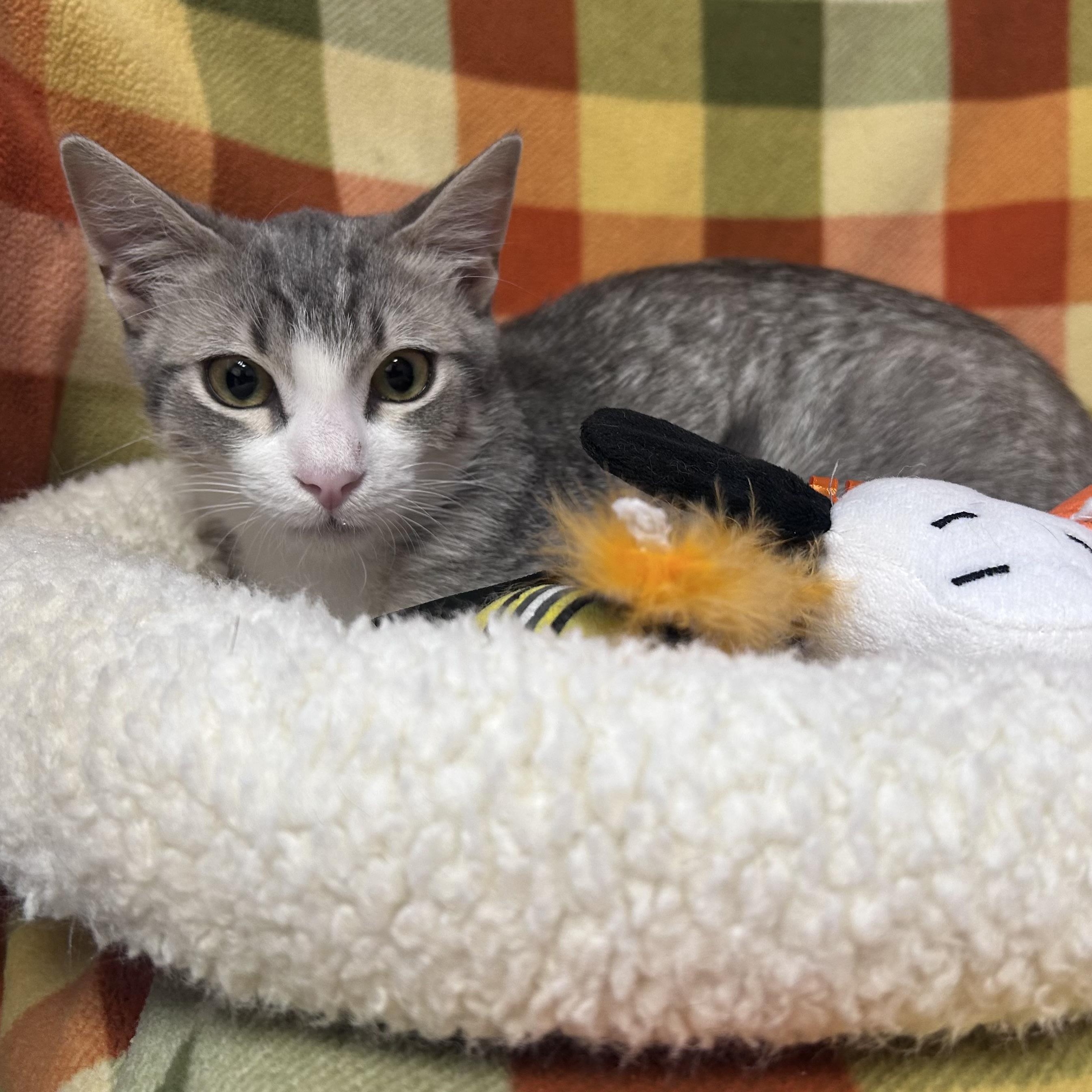 Opie, ADOPTABLE, Kitten Male Domestic Short Hair.
