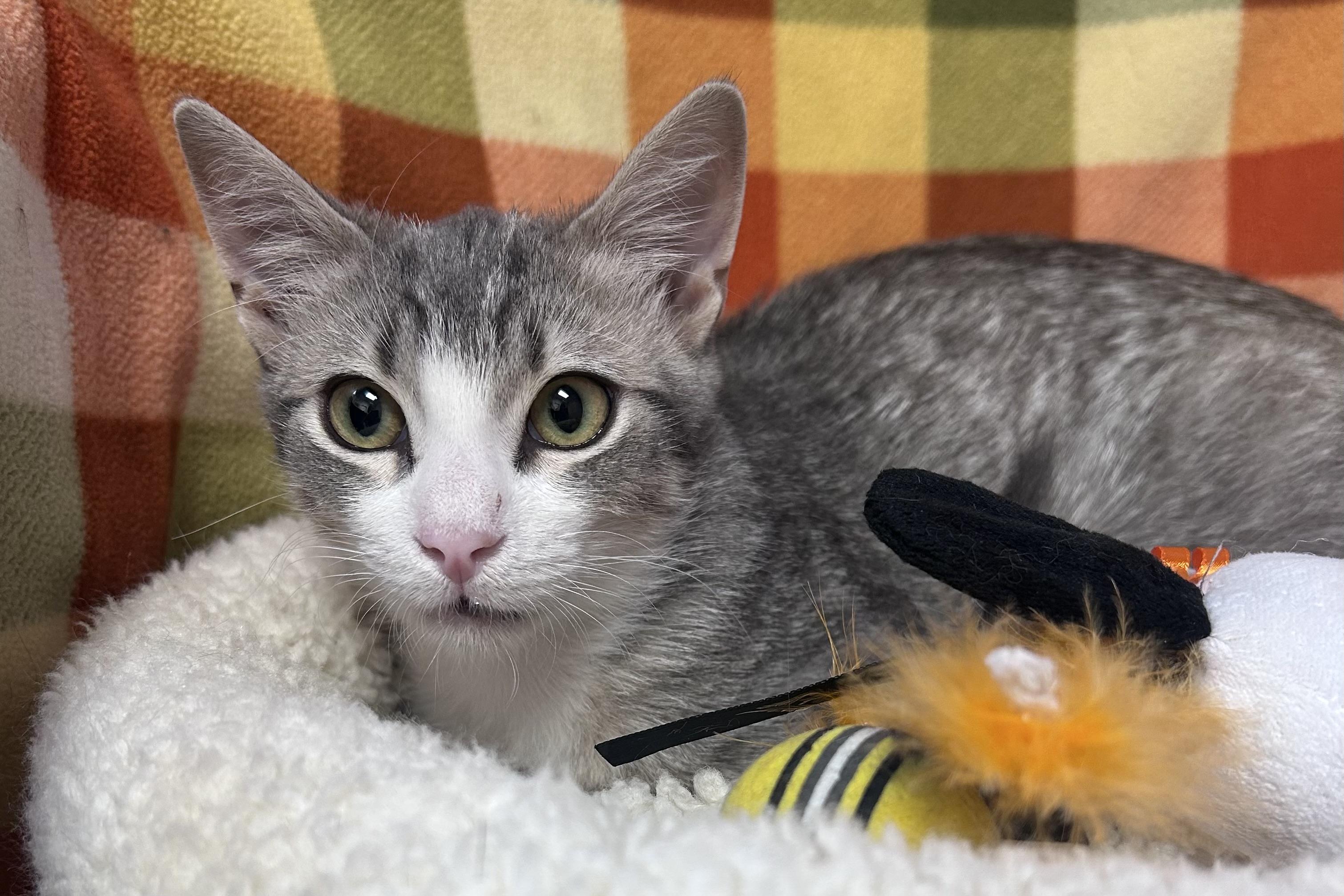 Enlarge Opie, a ADOPTABLE Domestic Short Hair in Fountain Hills, AZ image 2/2