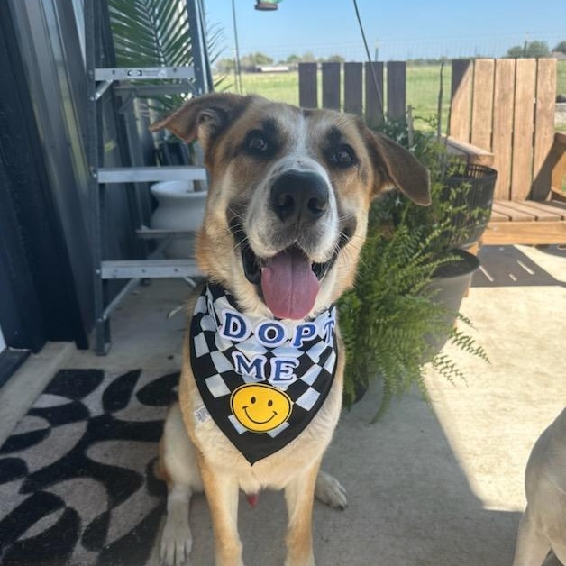 Enlarge Cooper, a ADOPTABLE mixed breed in Rockdale, TX image 1/3