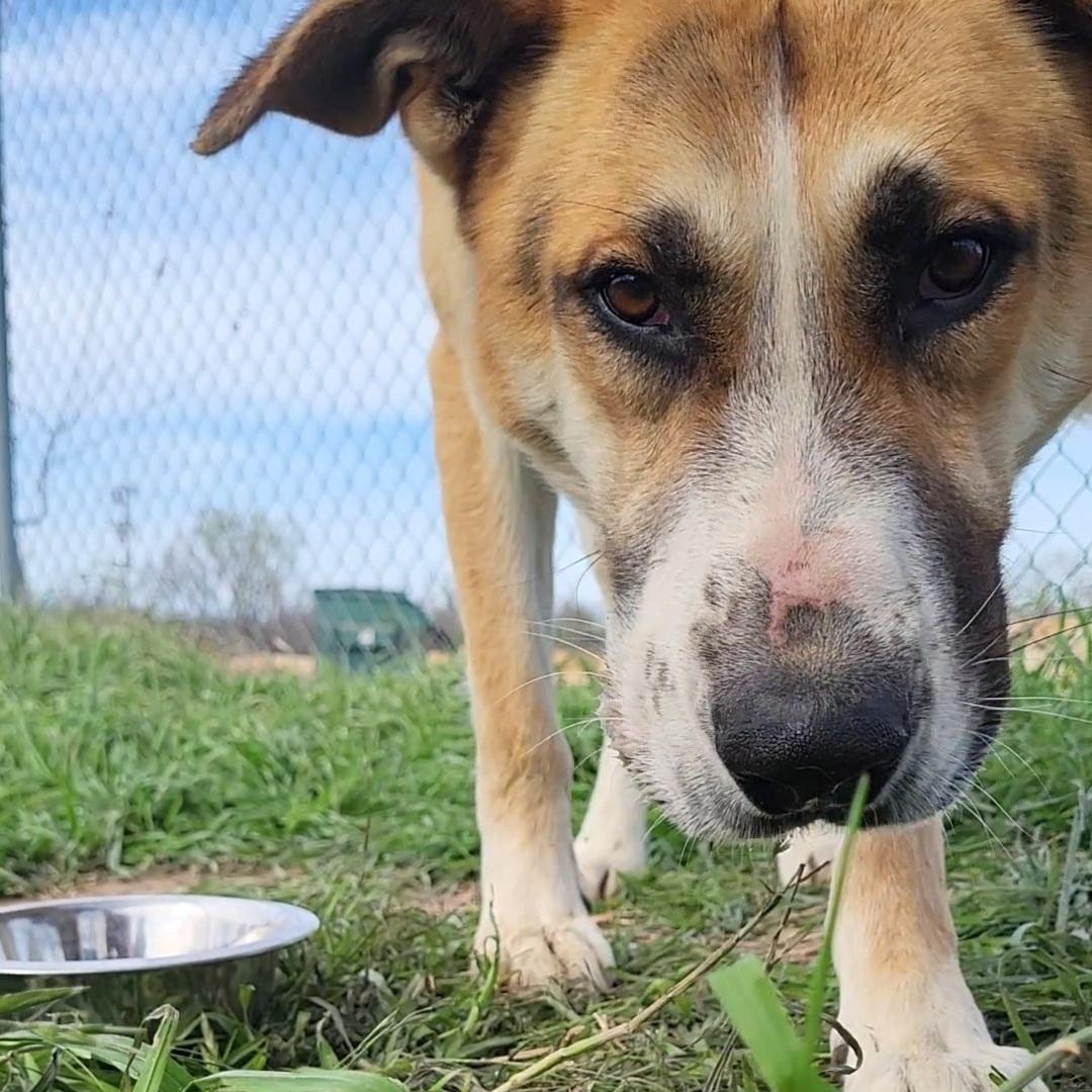 Enlarge Cooper, a ADOPTABLE mixed breed in Rockdale, TX image 1/2