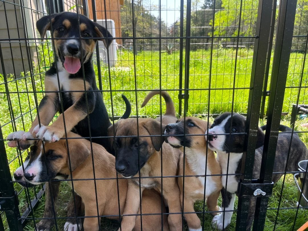 Peanut, Adopted, Puppy Female Bernese Mountain Dog & Pit Bull Terrier.