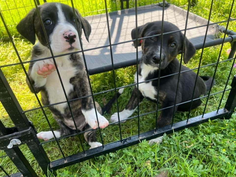 Enlarge Peanut, a Adopted mixed breed in San Francisco, CA image 3/4