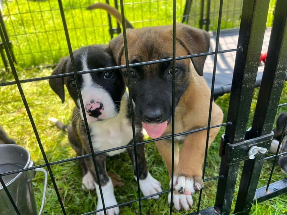 Enlarge Peanut, a Adopted mixed breed in San Francisco, CA image 4/4