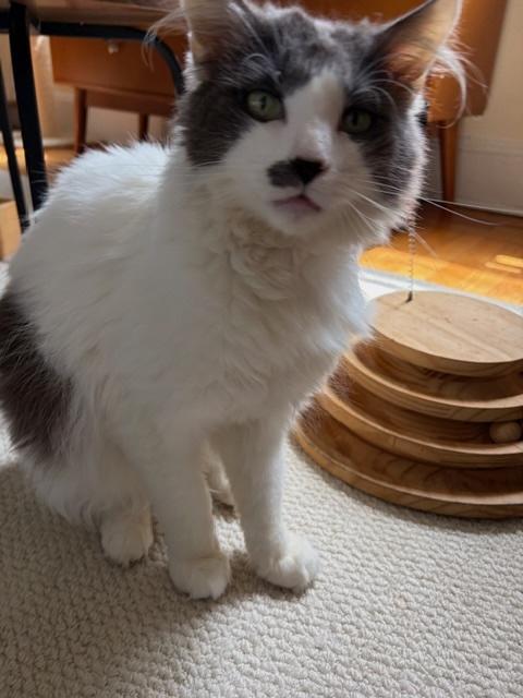 Enlarge Floofy, a Adoptable Domestic Long Hair in Englewood, NJ image 5/6
