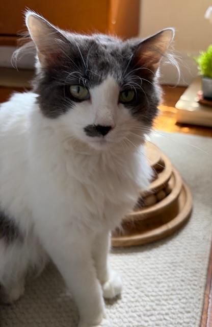 Enlarge Floofy, a Adoptable Domestic Long Hair in Englewood, NJ image 2/6