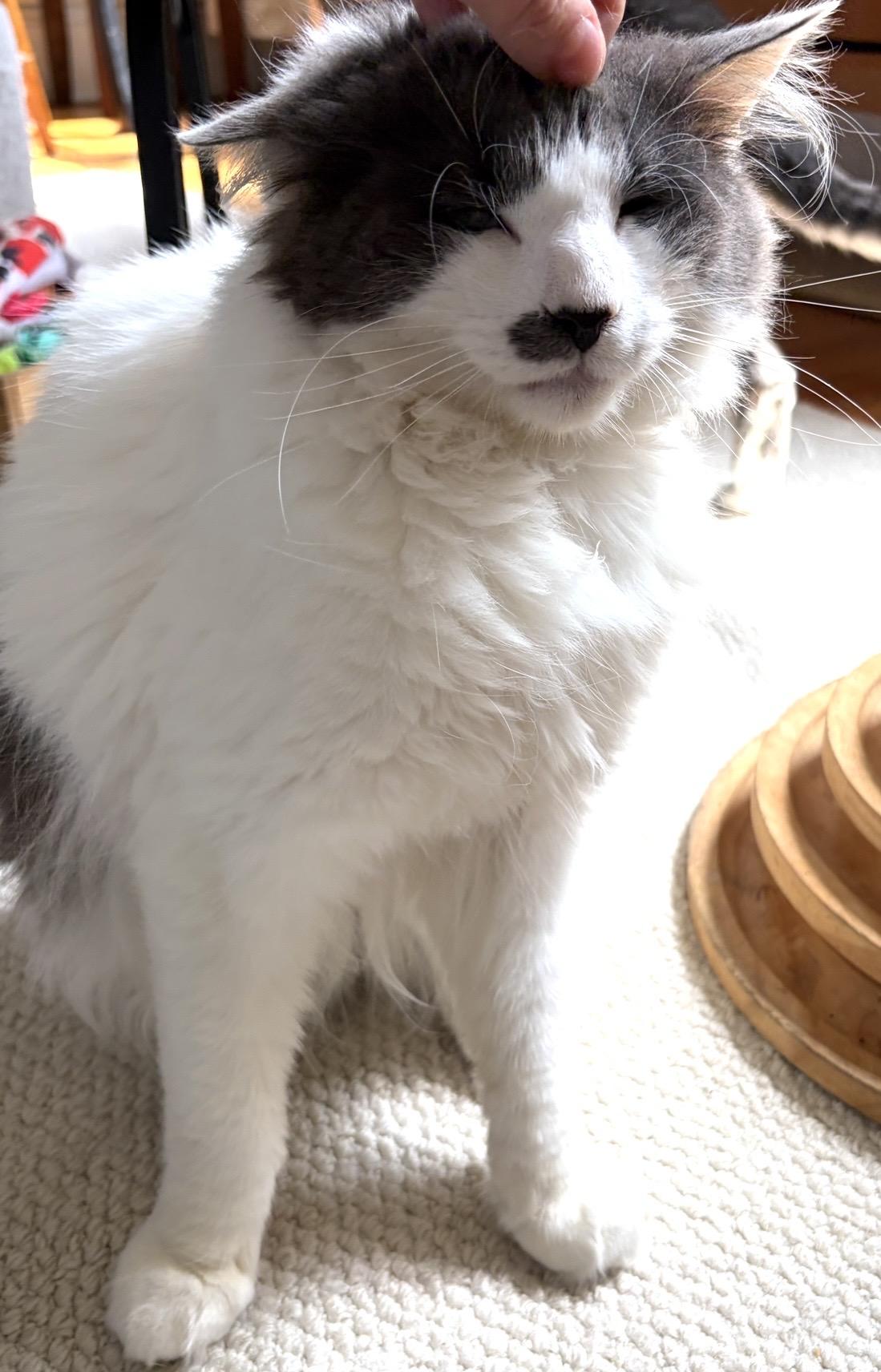 Enlarge Floofy, a Adoptable Domestic Long Hair in Englewood, NJ image 6/6