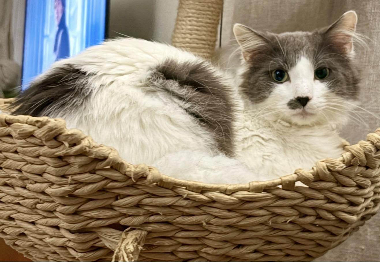 Enlarge Floofy, a Adoptable Domestic Long Hair in Englewood, NJ image 1/6