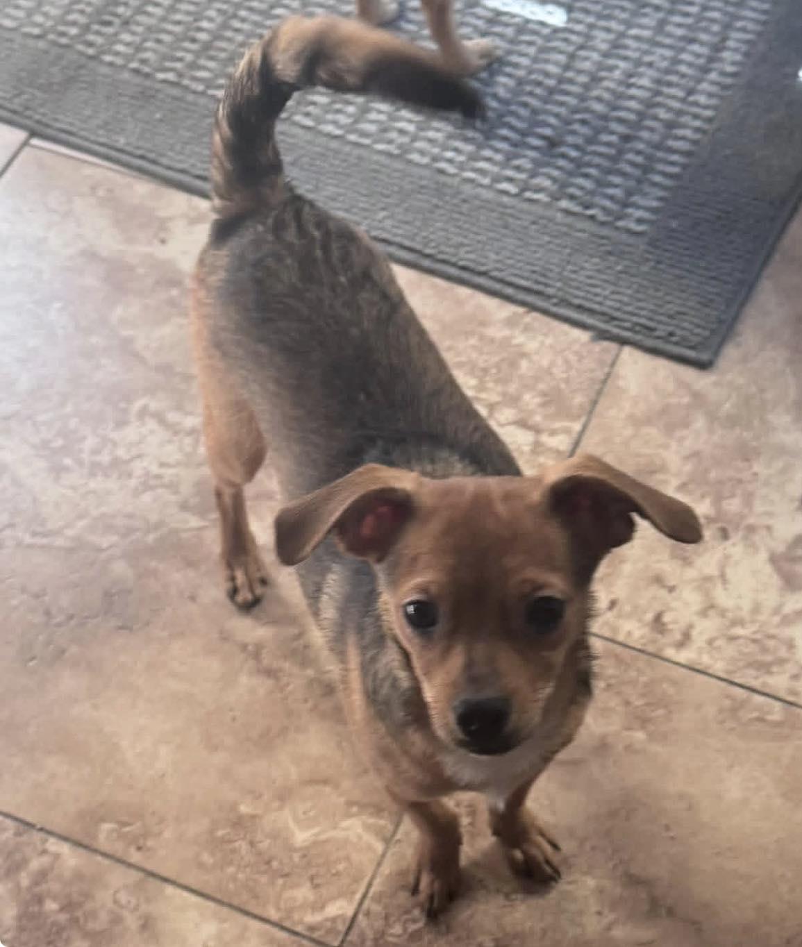 Cosmo, Adoptable, Puppy Male Chihuahua.