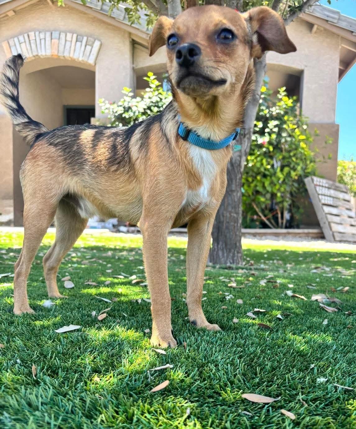 Cosmo, a Adoptable mixed breed in San Tan Valley, AZ image 1/2