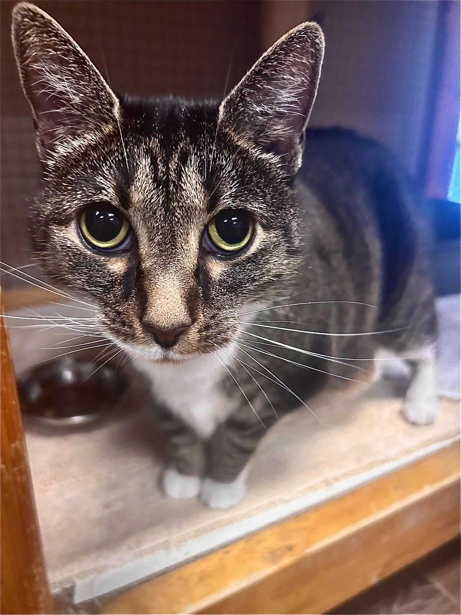 Molly, Adoptable, Senior Female Domestic Short Hair & Tabby.