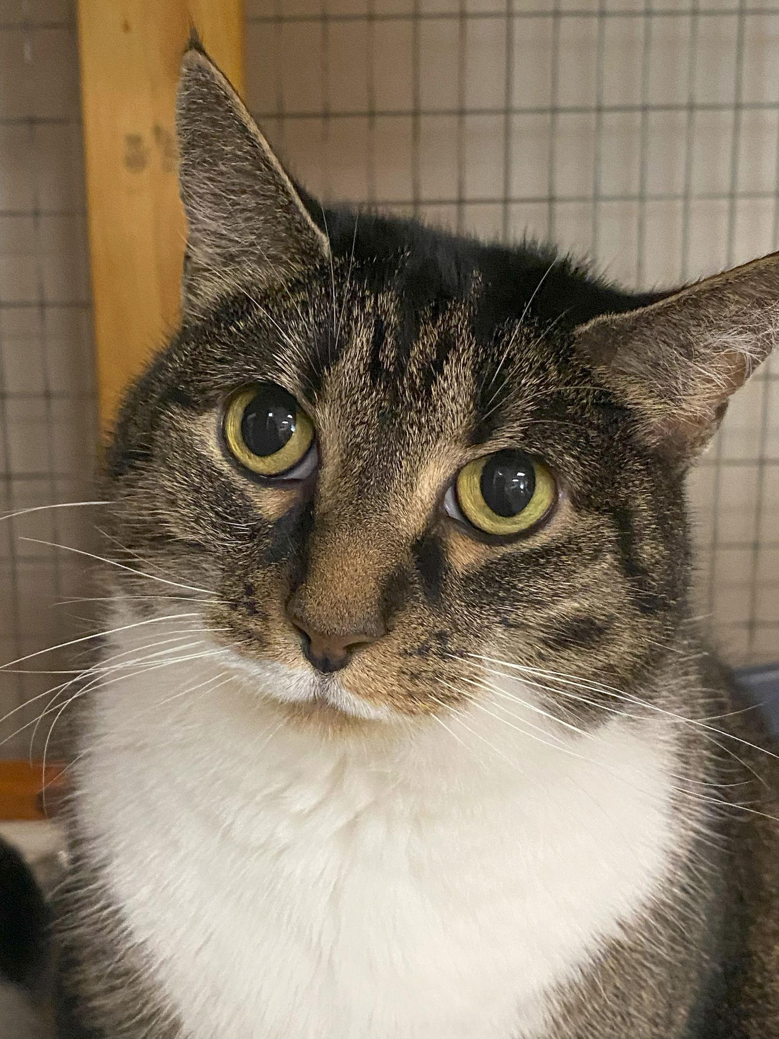 Enlarge Molly, a Adoptable mixed breed in Gettysburg, PA image 3/3