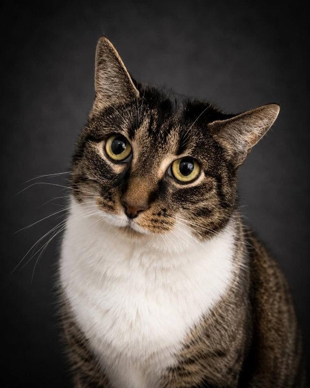 Enlarge Molly, a Adoptable mixed breed in Gettysburg, PA image 3/3