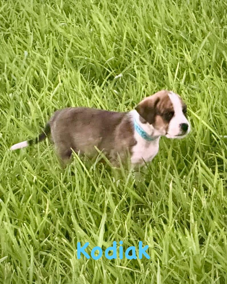 Enlarge Bear Litter - Kodiak, a Adoptable Boxer in Monticello, NY image 1/2