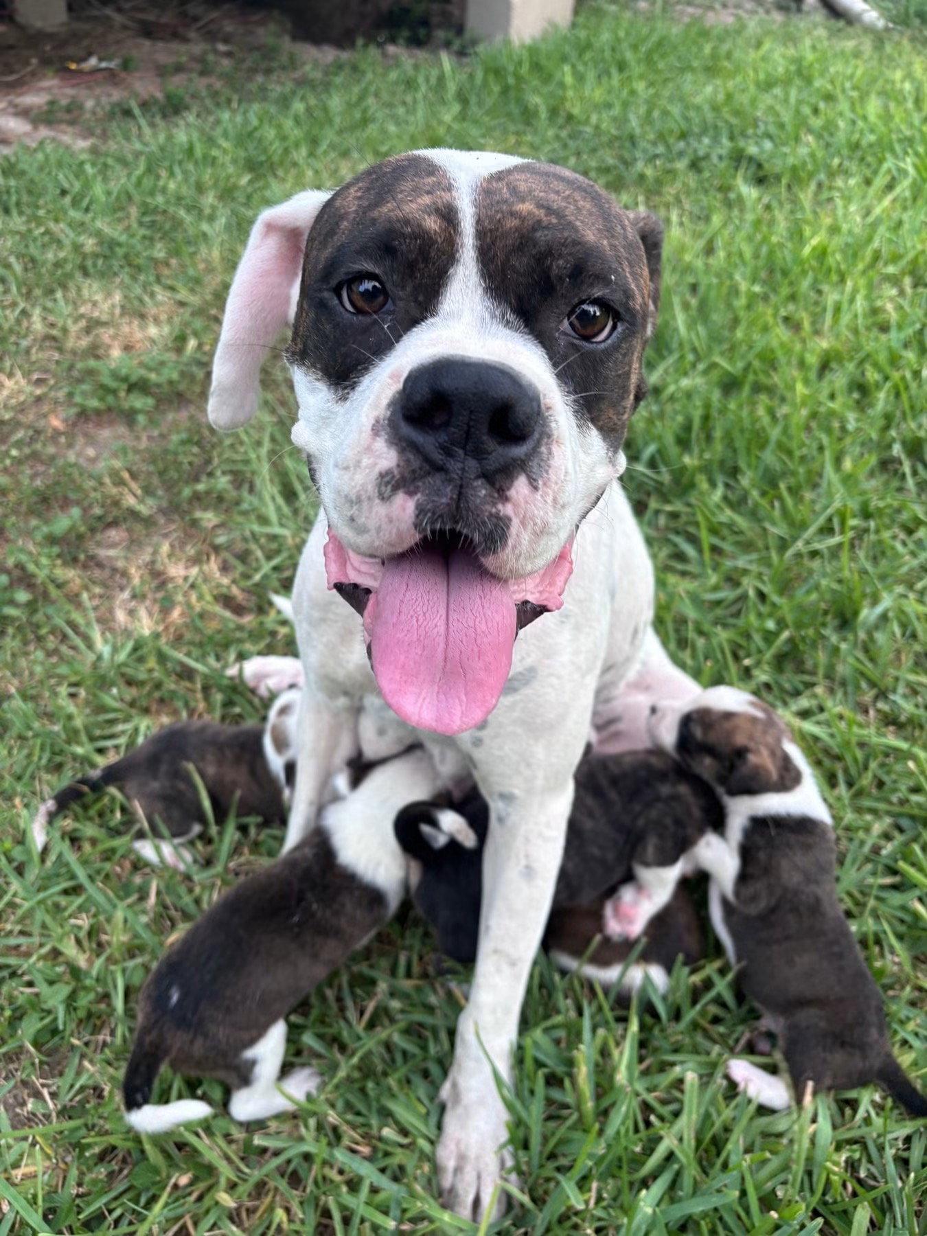 Enlarge Bear Litter - Kodiak, a Adoptable Boxer in Monticello, NY image 2/2