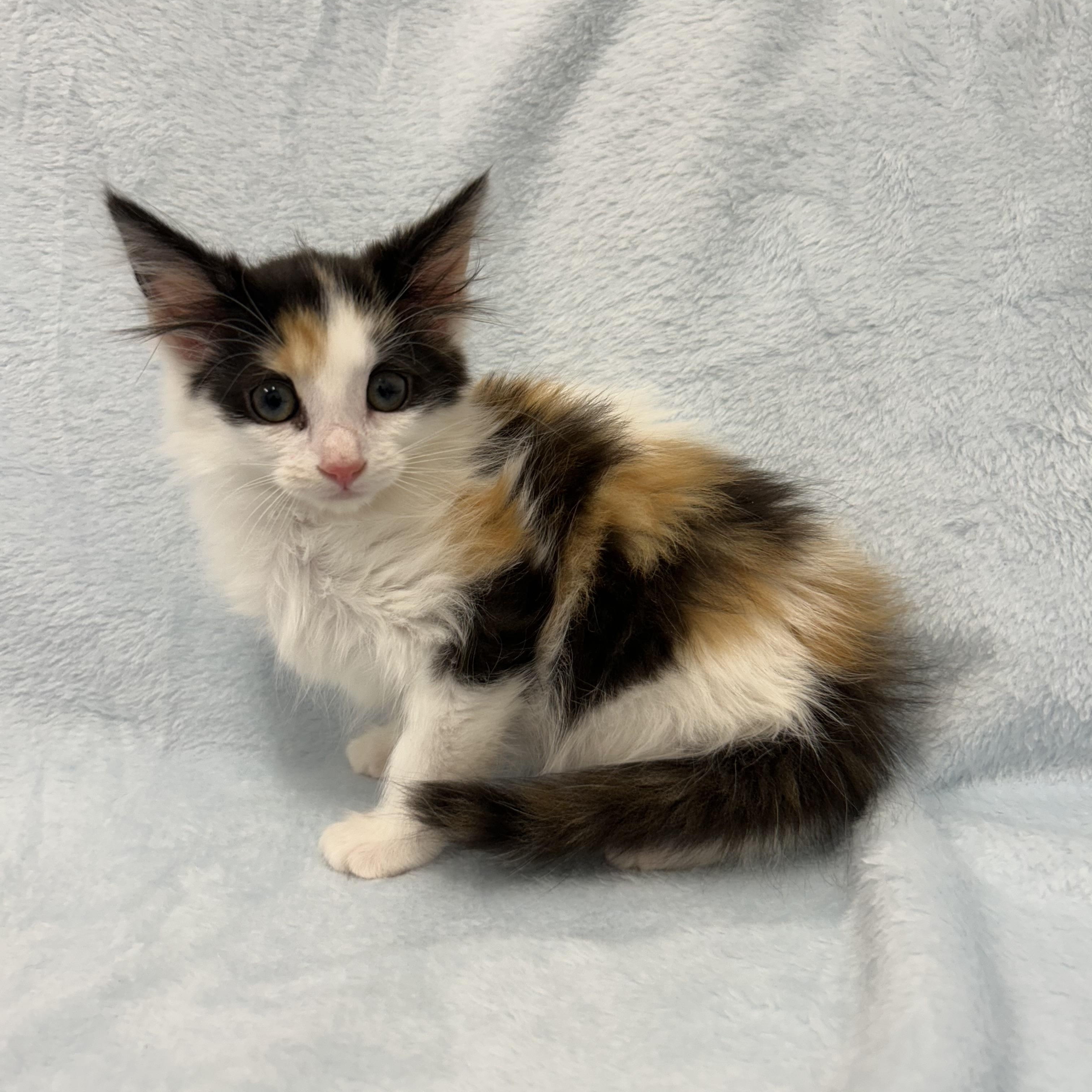 Lady Finger, ADOPTABLE, Kitten Female Domestic Long Hair & Calico.