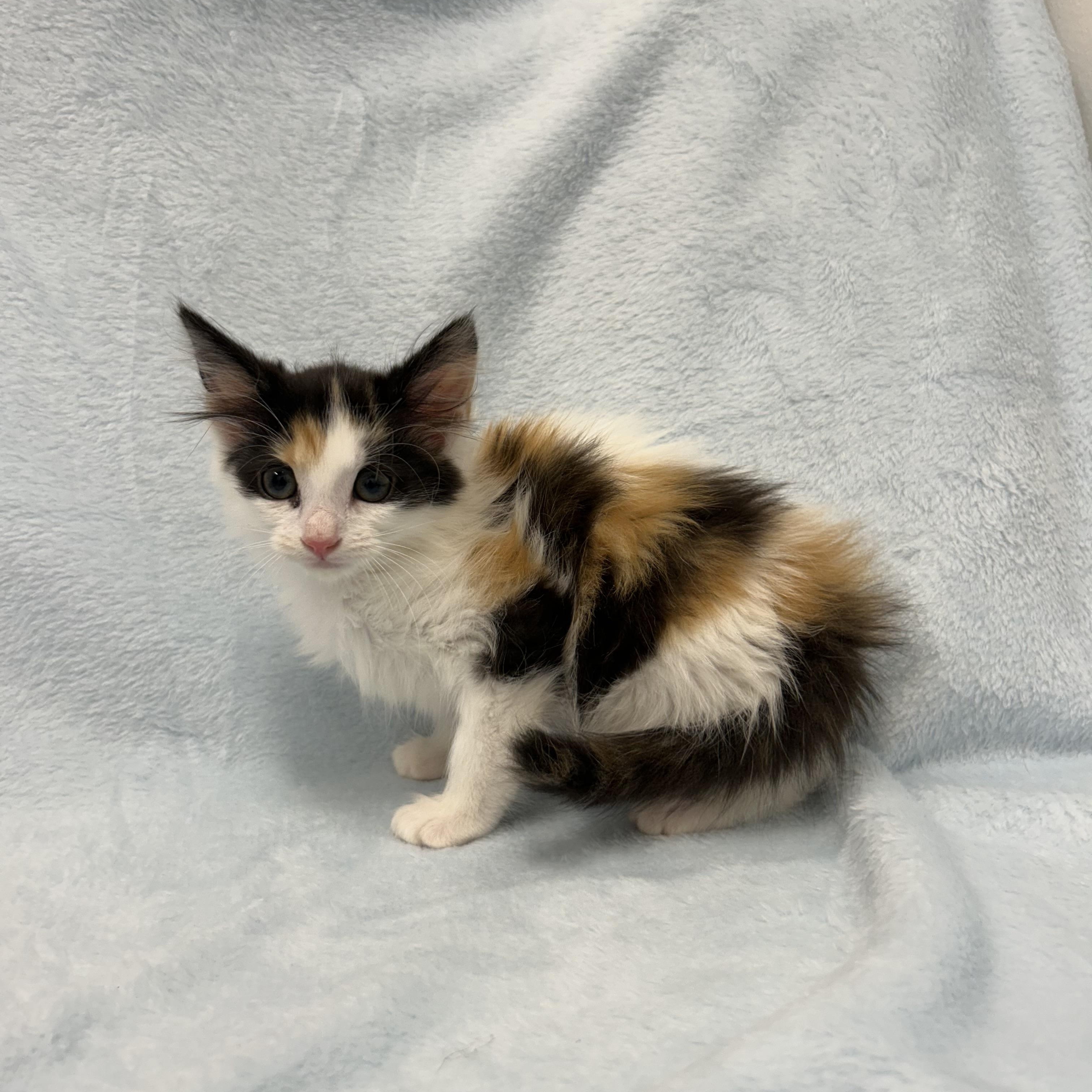 Enlarge Lady Finger, a ADOPTABLE mixed breed in Greensboro, NC image 2/3