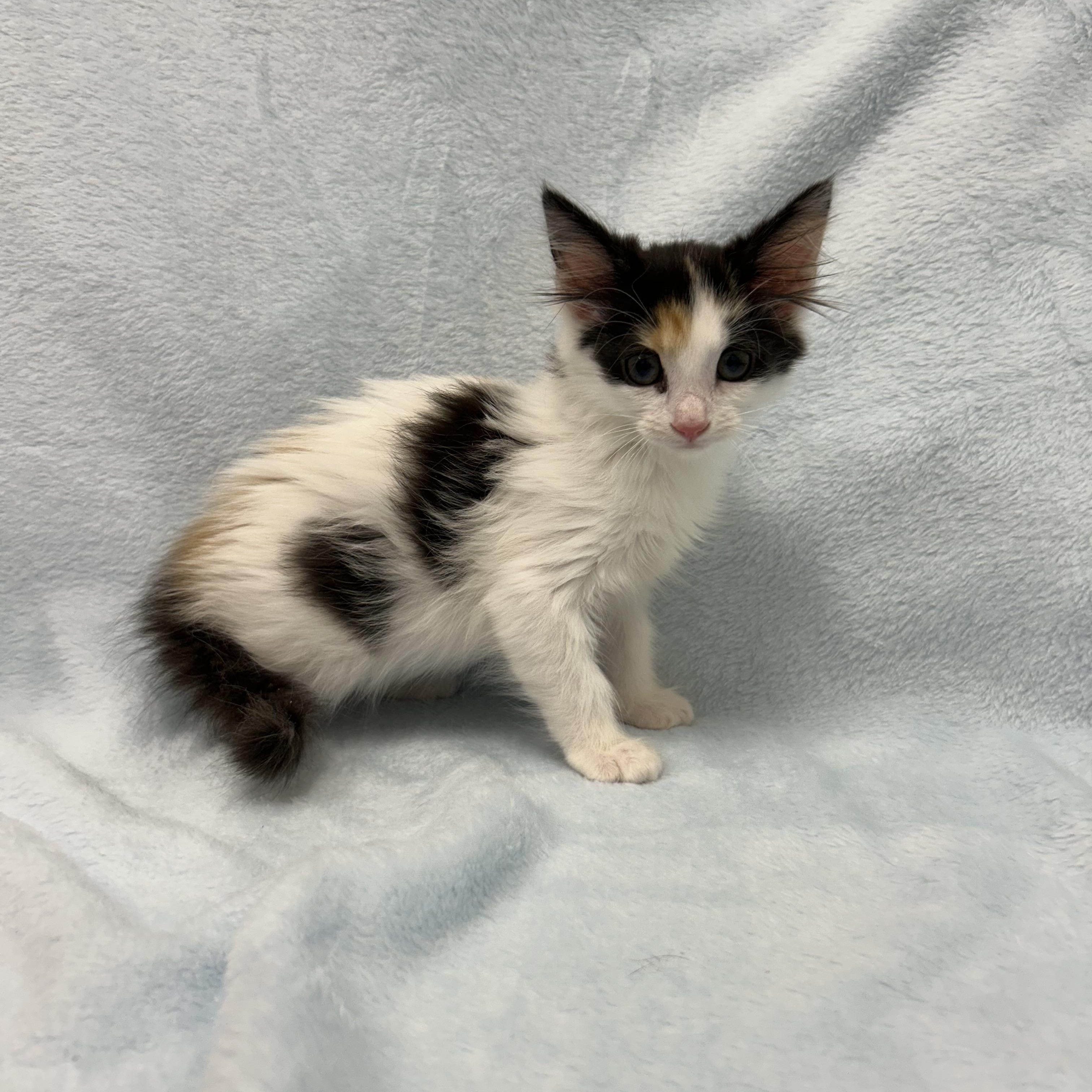 Enlarge Lady Finger, a ADOPTABLE mixed breed in Greensboro, NC image 3/3