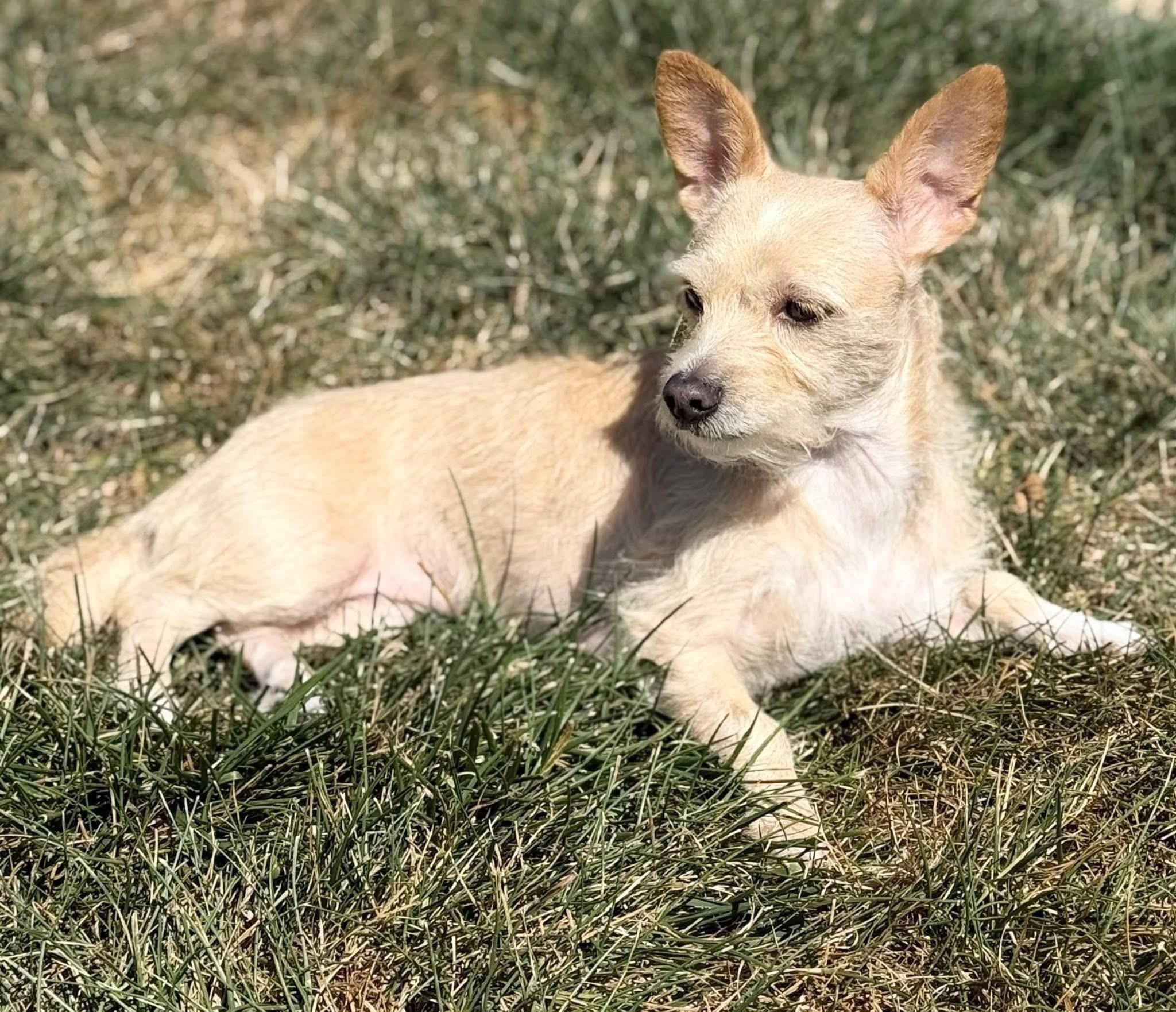 Enlarge Rose, an adopted mixed breed in Godfrey, IL image 3/4
