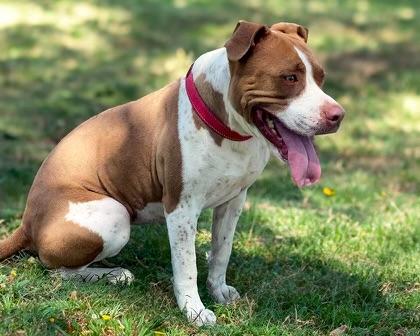 Sweet Angel Baby, Young Female American Staffordshire Terrier