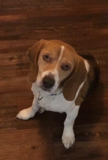 Enlarge Buddy, a ADOPTABLE mixed breed in Colleyville, TX image 2/2