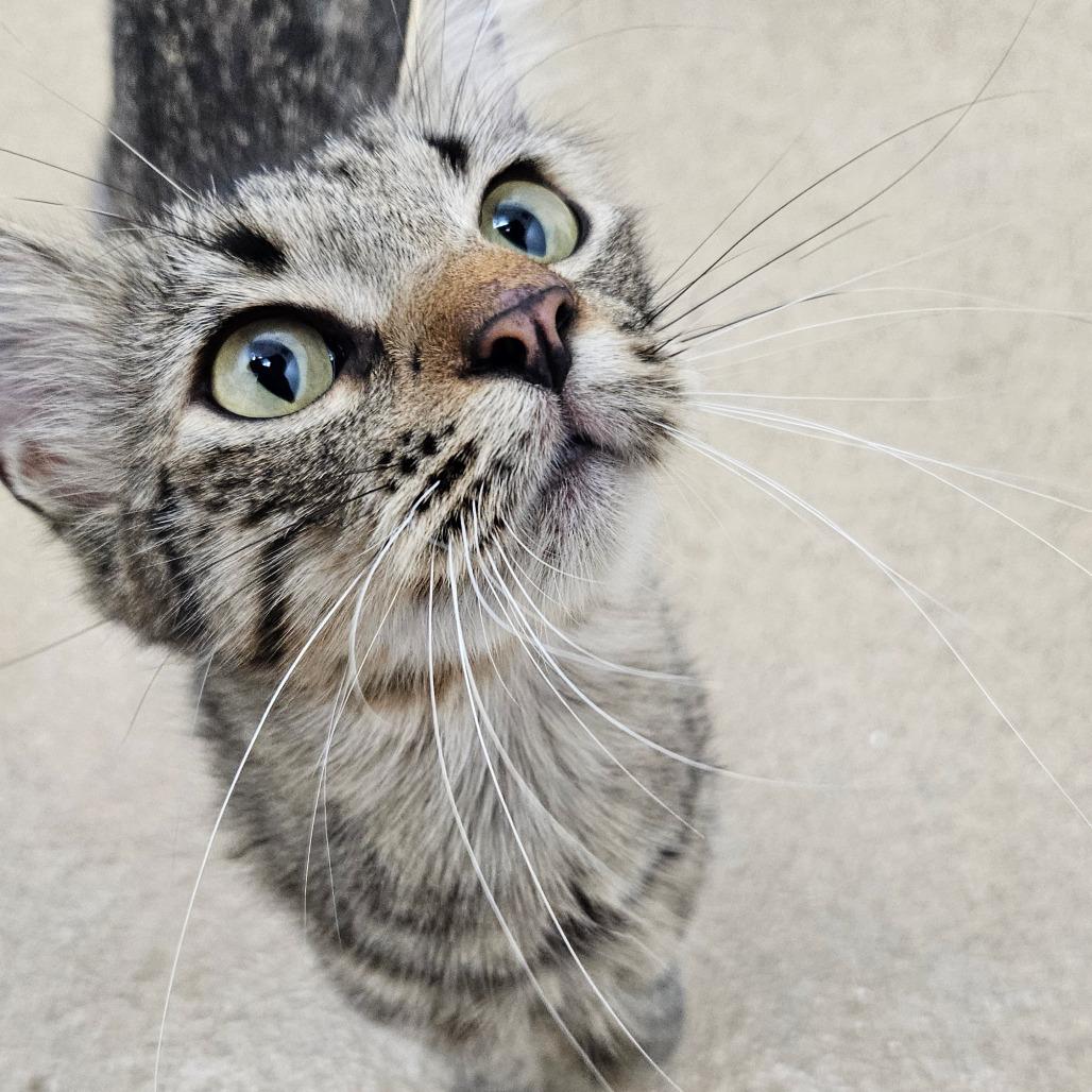 Grissy, Adoptable, Adult Female Domestic Short Hair.