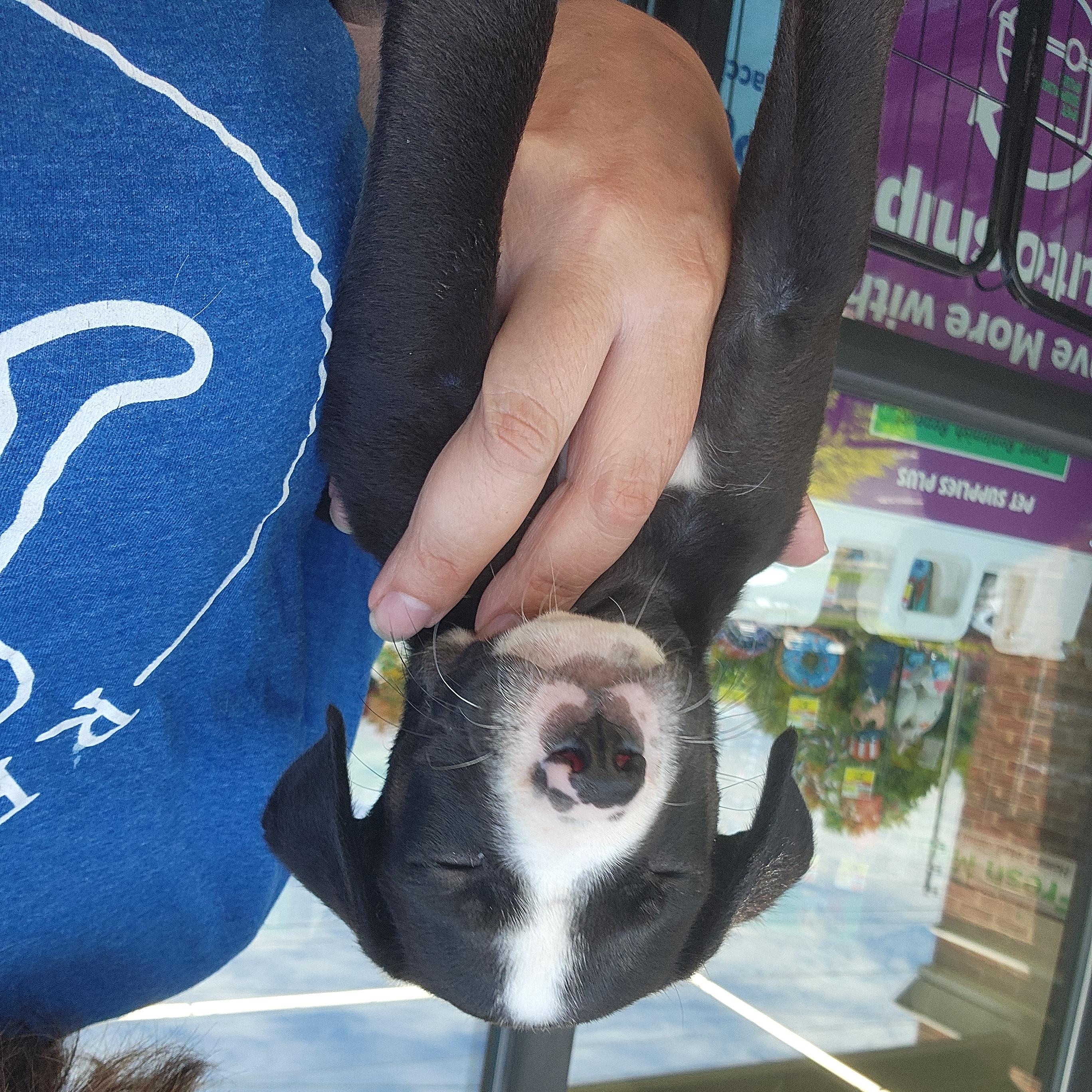 Paul Revere, a Adoptable mixed breed in Buford, GA image 5/6