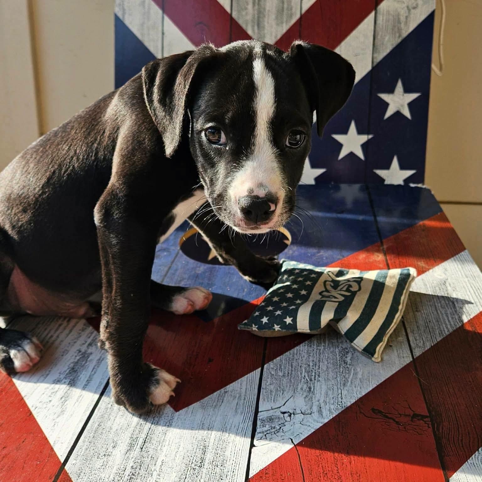 Paul Revere, a Adoptable mixed breed in Buford, GA image 1/6