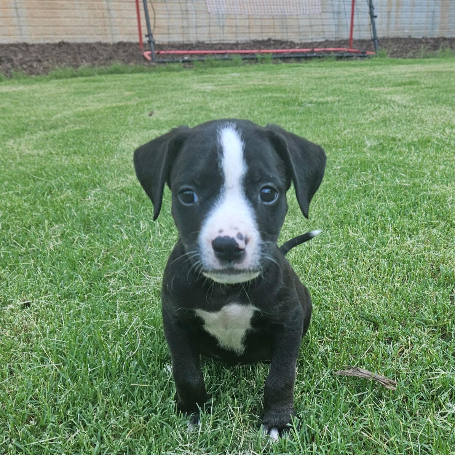 Paul Revere, a Adoptable mixed breed in Buford, GA image 2/6