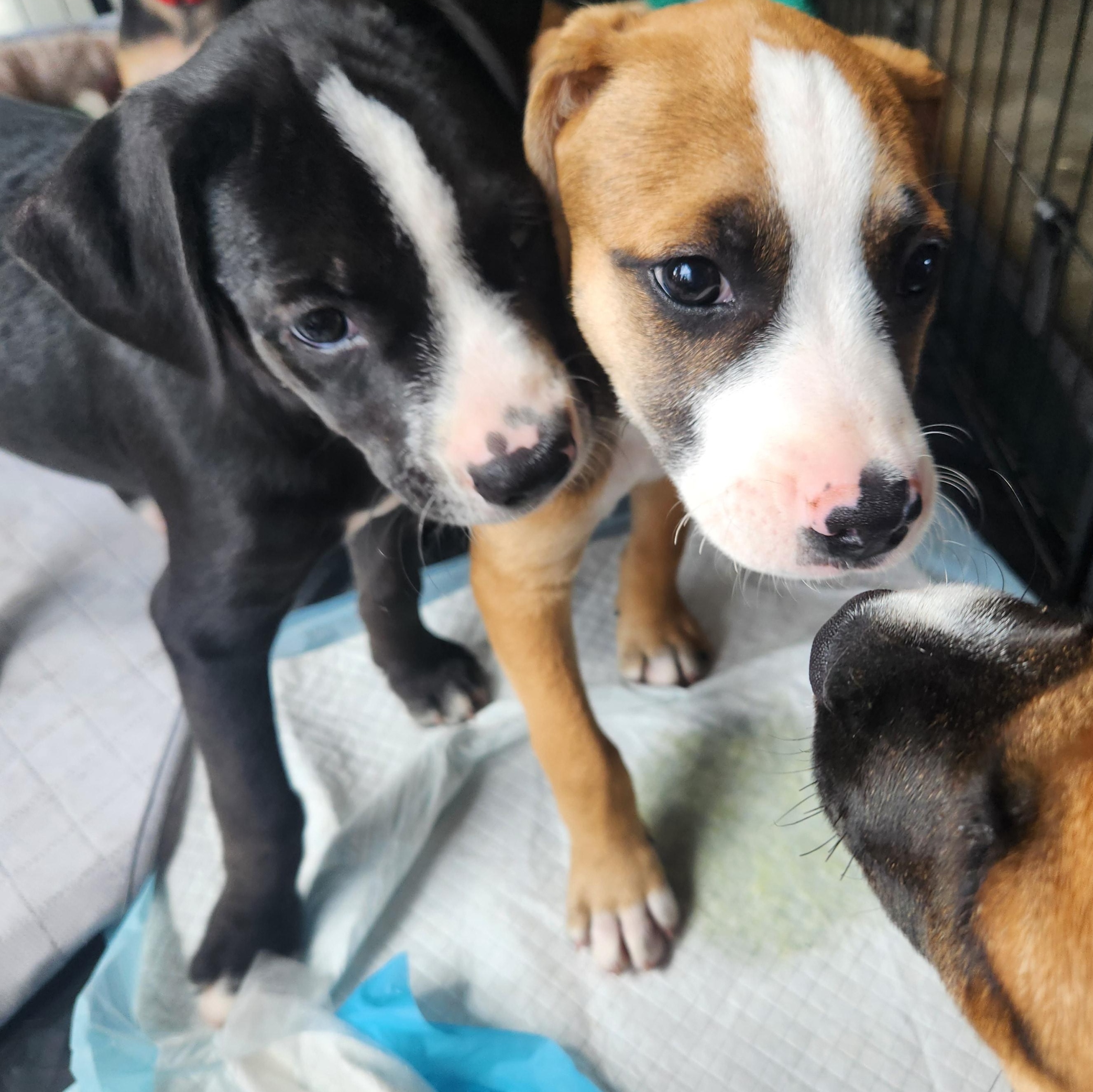 Paul Revere, a Adoptable mixed breed in Buford, GA image 6/6