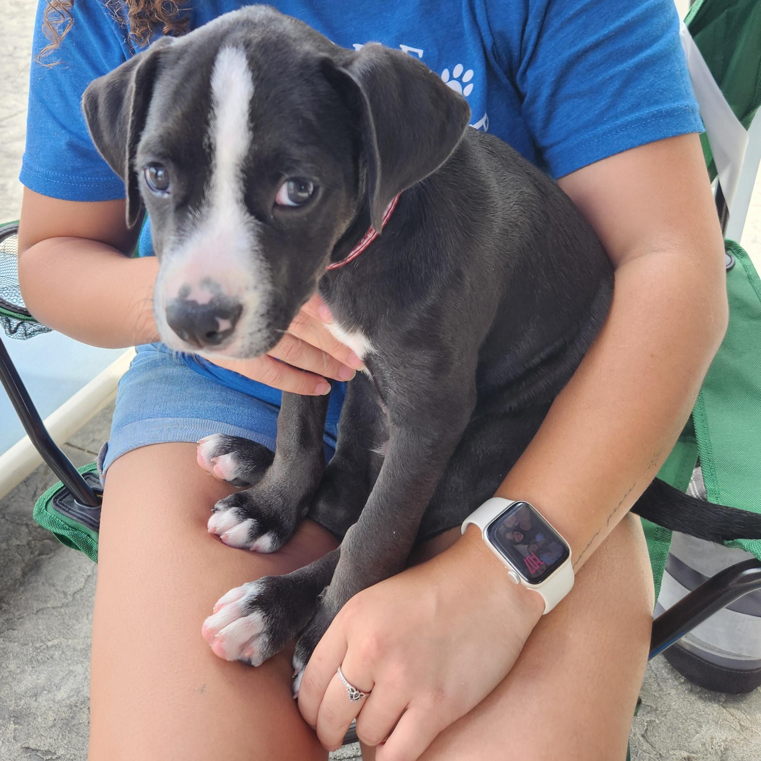 Paul Revere, a Adoptable mixed breed in Buford, GA image 3/6