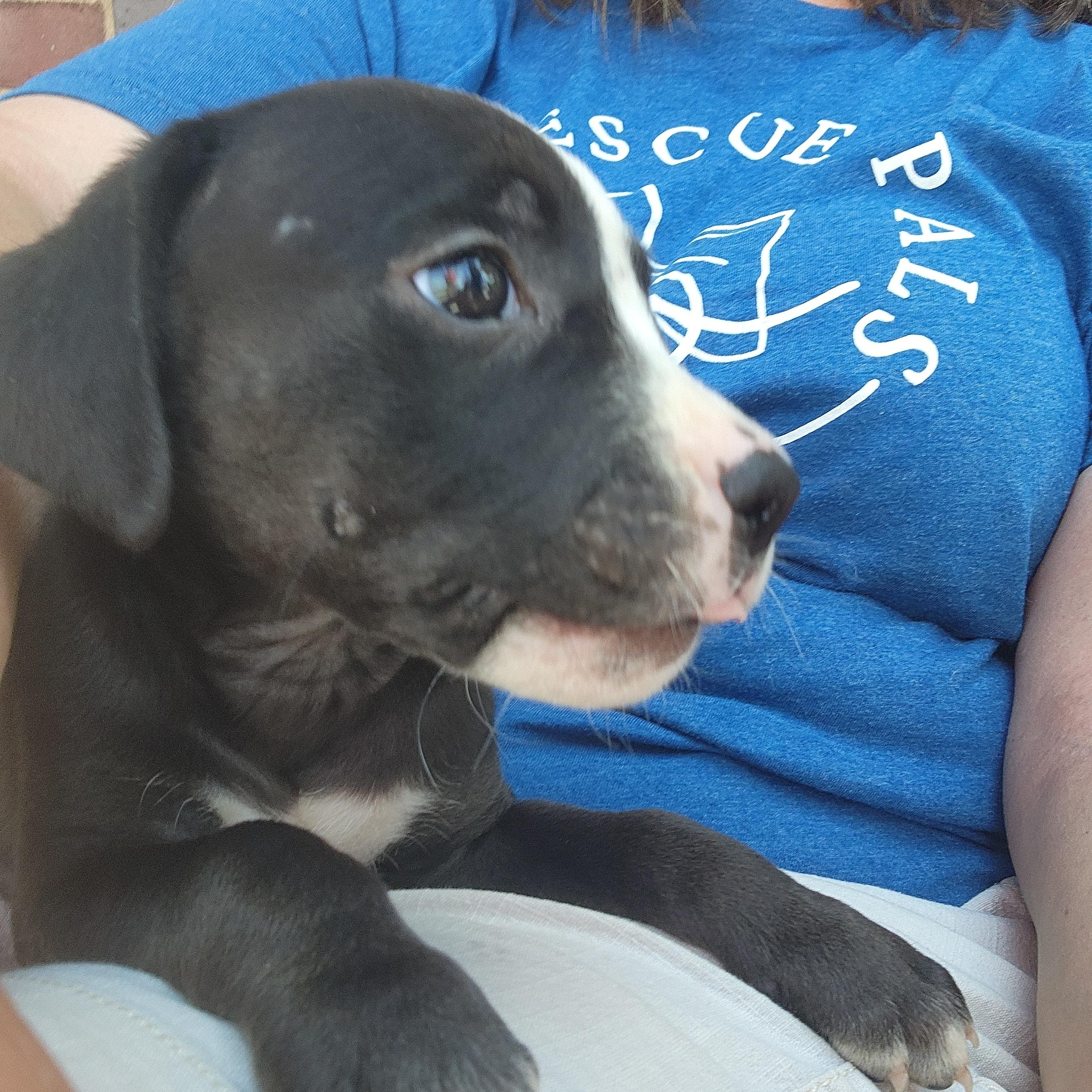 Paul Revere, a Adoptable mixed breed in Buford, GA image 4/6