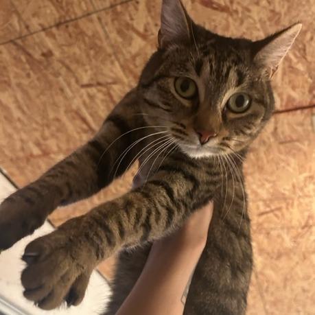 Diana, Adoptable, Adult Female Domestic Short Hair.