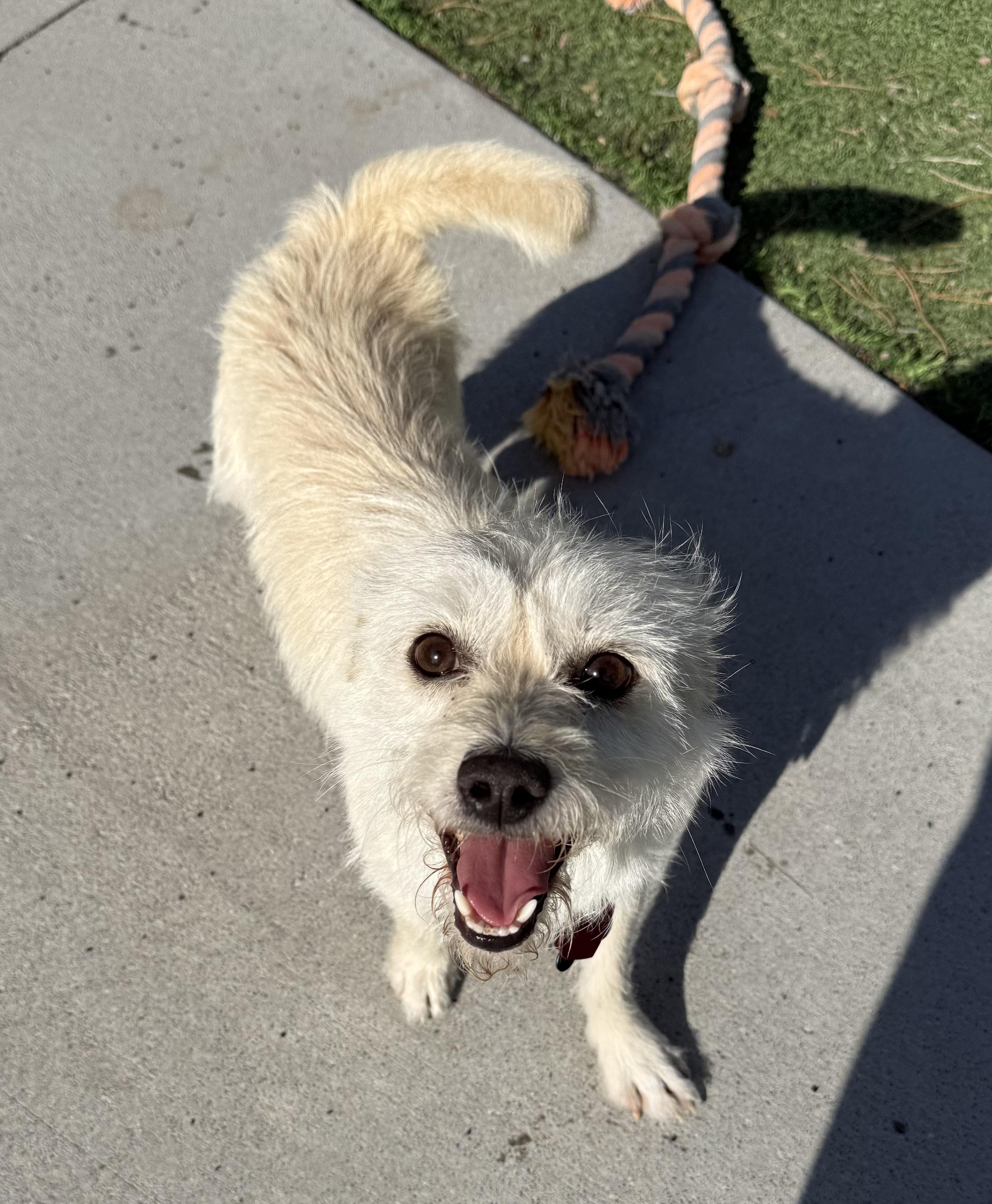 Frosty, ADOPTABLE, Adult Male Terrier & Chihuahua.