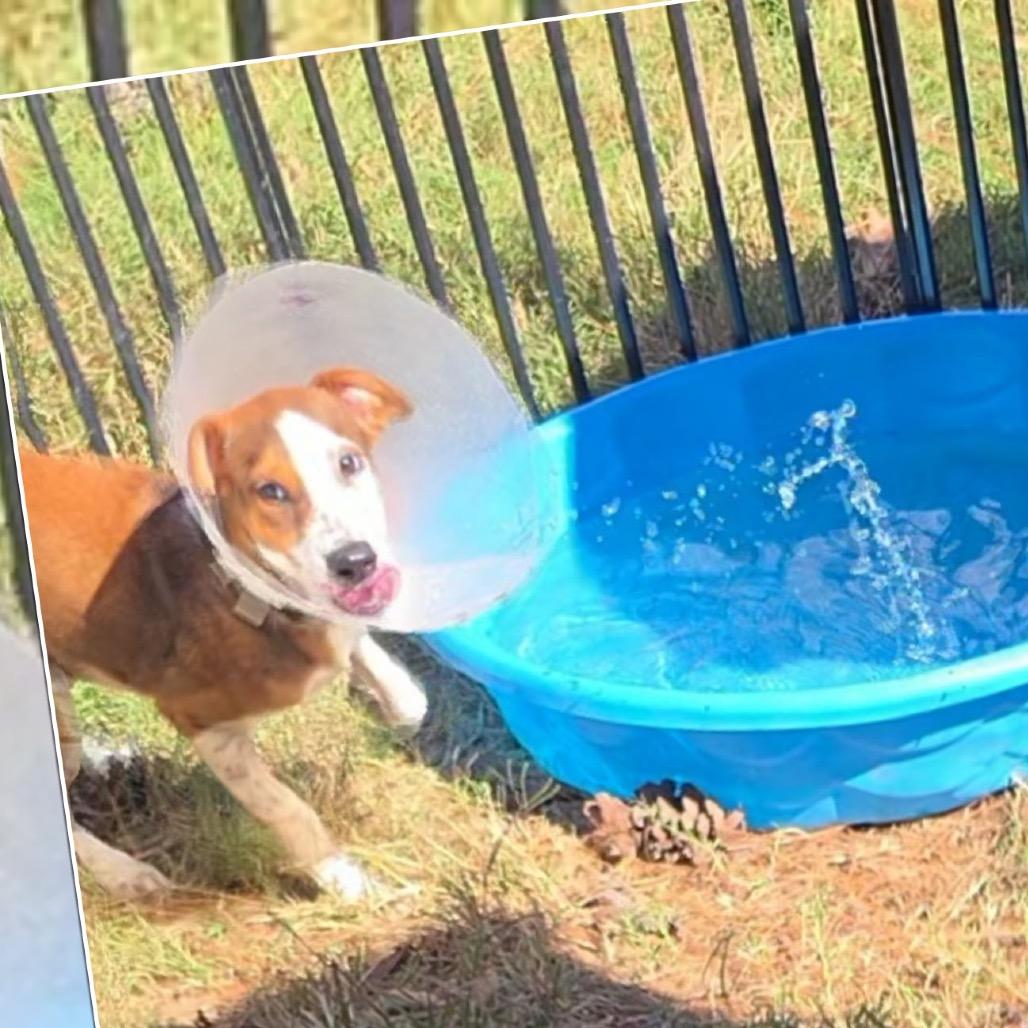 Honeybee, Adoptable, Puppy Female Hound.