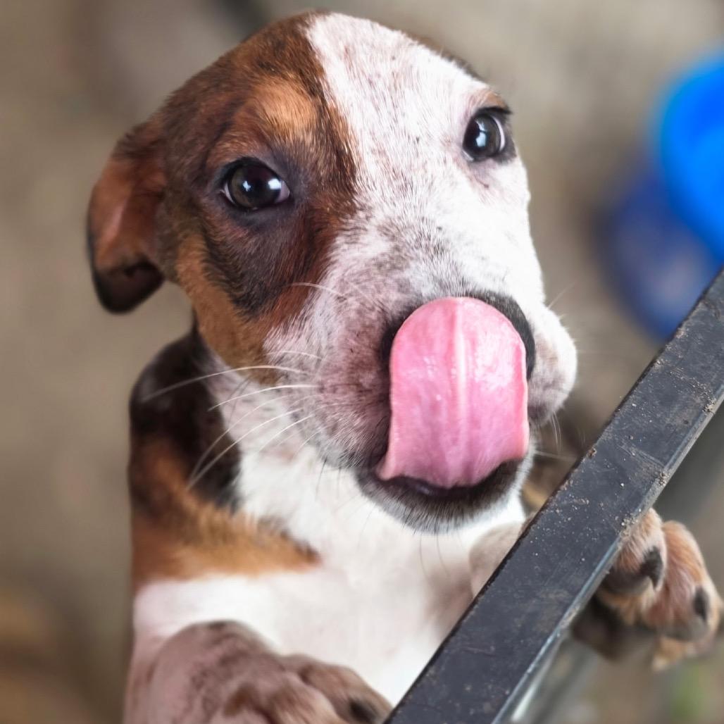 Enlarge Honeybee, a Adoptable Hound in Jersey City, NJ image 2/5