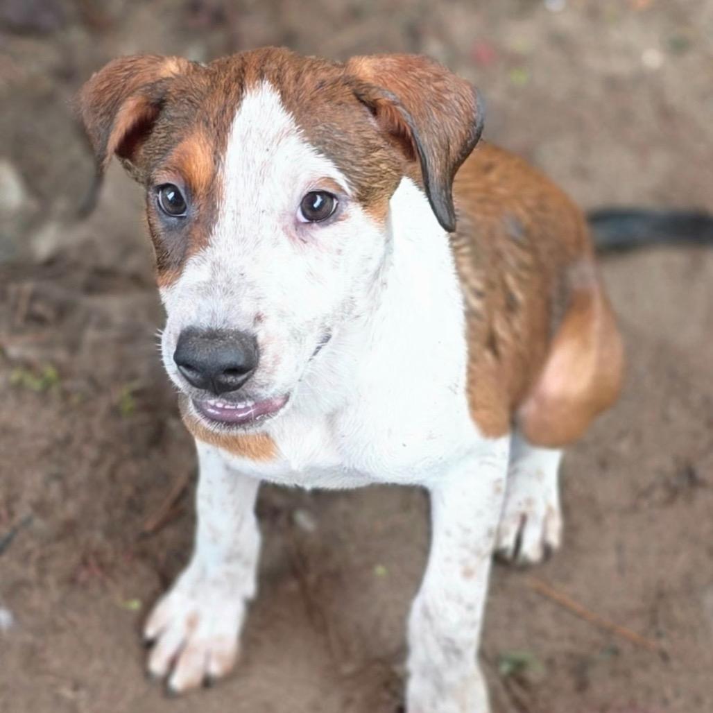 Enlarge Honeybee, a Adoptable Hound in Jersey City, NJ image 4/5