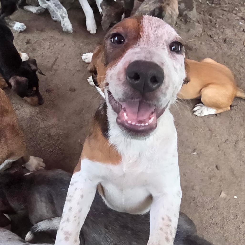 Enlarge Honeybee, a Adoptable Hound in Jersey City, NJ image 5/5